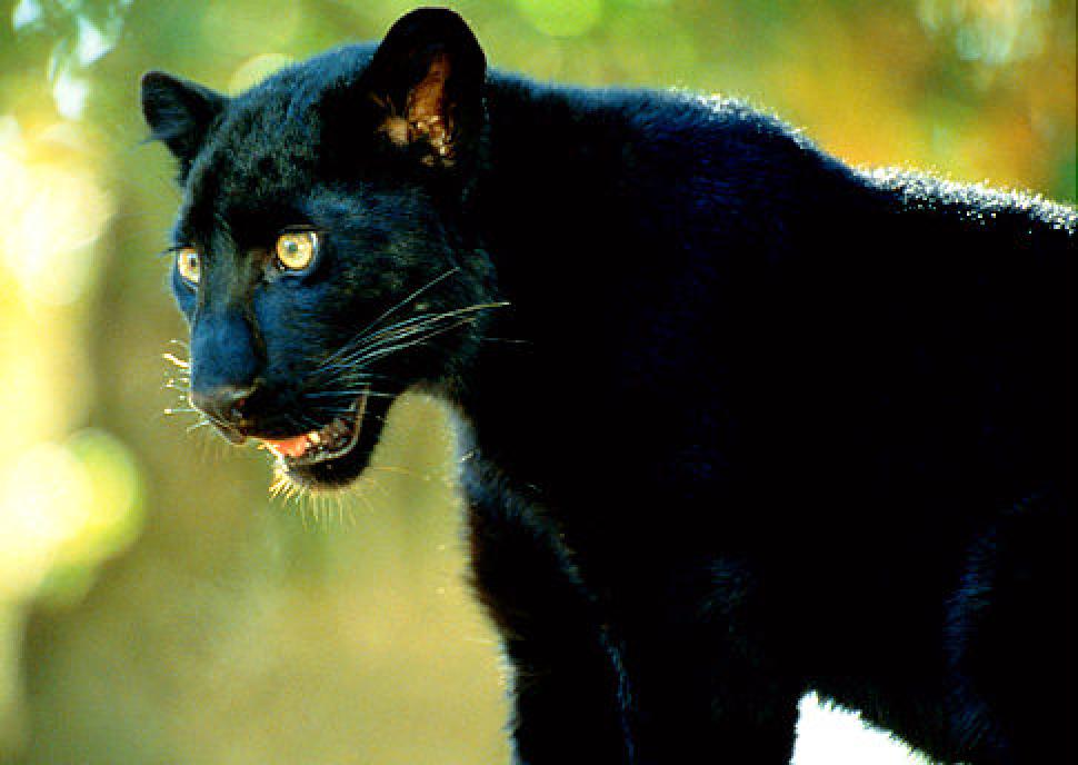 There may have been a panther like this one loose in New Carlisle back in 2011. Photo: JOSEPH VAN OS/GETTY - FILE PHOTO via nydailynews.com