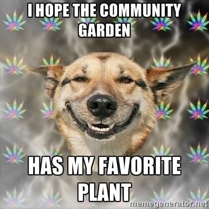 meme community garden dog